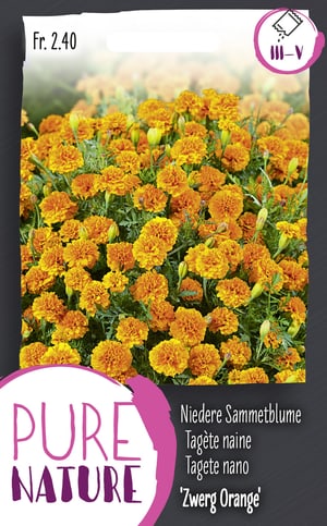 Niedere Sammetblume ‘Zwerg Orange’ 0.75g