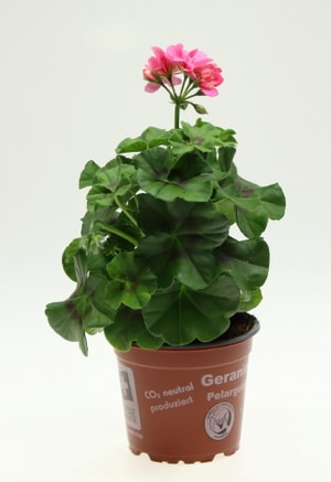 Géranie Pelargonium peltatum Ø12cm
