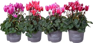 Alpenveilchen Cyclamen Ø13cm