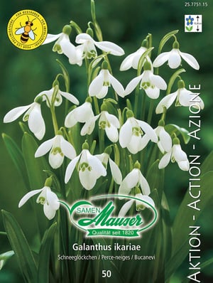 Galanthus