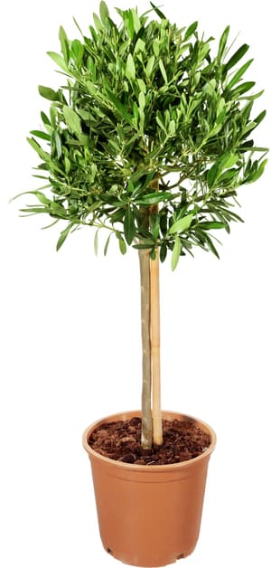 Olivenbaum Olea Europaea Ø20cm