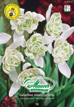 Galanthus