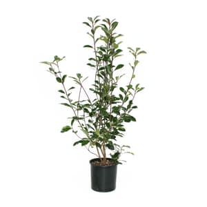 Photinia fraseri Red Robin