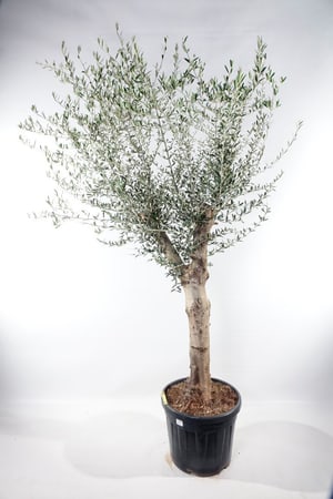 Olivenbaum Olea Europaea Ø45L