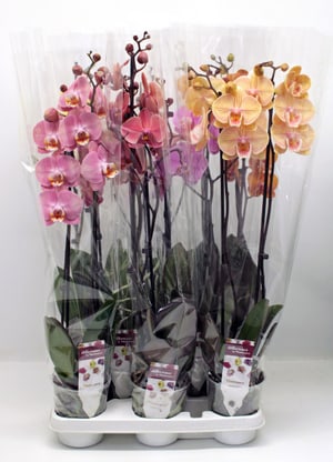 Orchidea Phalaenopsis di diversi colori (set da 8) Ø 12 cm