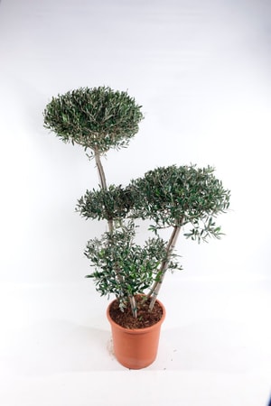 Olivenbaum Olea Europaea Ø40cm
