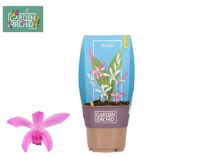 Mélange d’orchidées (lot de 5) Ø12cm