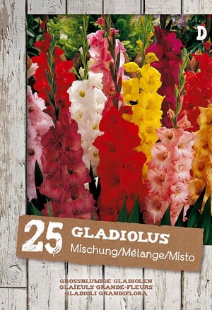 Gladioli Mescolare, 25 pezzi