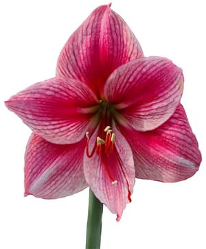 Amaryllis Gervase