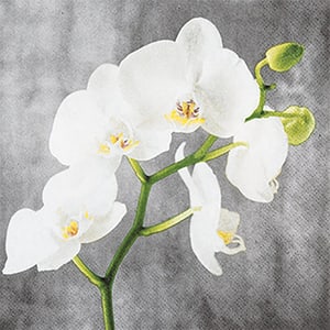 Tovaglioli 25cm White Orchid