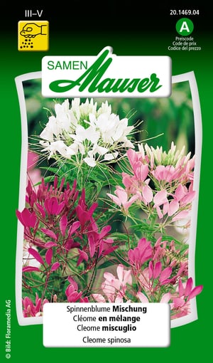 Cleome miscuglio