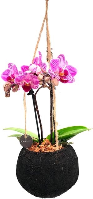 Kokodama Black Phalaenopsis avec cache-pot Ø12cm