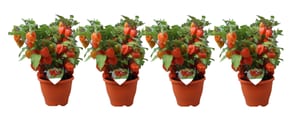 Lanterne Physalis Franchetii (lot de 4) Ø 19 cm
