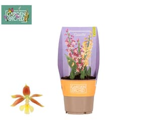 Mélange d’orchidées (lot de 5) Ø12cm