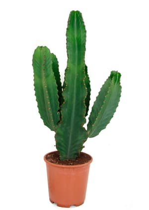 Cactus d'asclépiade Euphorbia Ingens canarias Ø24cm