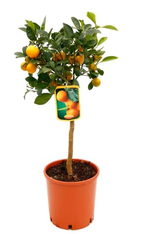 Tribù di Calamondine Citrus × microcarpa Ø18cm