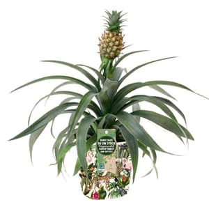 Ananas Mi Amigo Ananas comosus Ø13cm