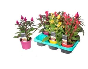 Cresta di gallo (Celosia argentea) set da 6 Ø 12 cm