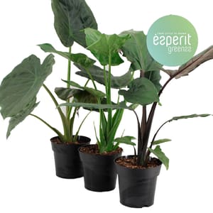 Alocasia Ø17cm