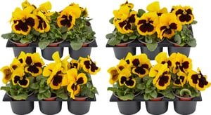 Viola wittrockiana Gelb (set da 24) Ø9cm