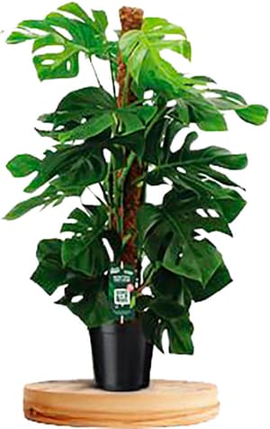 Monstera pertusum Ø25cm