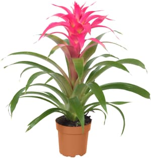 Guzmania  Ø12