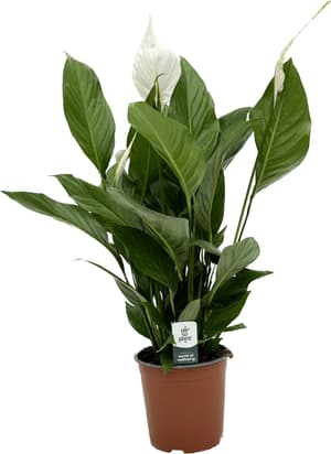 Spathiphyllum Ø17cm