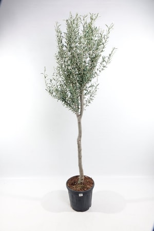 Olivenbaum Olea Europaea Ø30cm