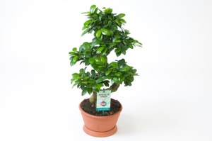 Bonsai Ficus Microcarpa Ø22cm