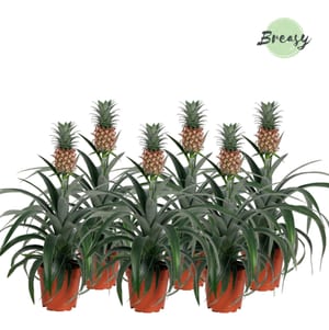 Plante ananas Mi Amigo (lot de 6), Ø 12 cm