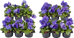 Viola wittrockiana Blau (24er Set) Ø9cm