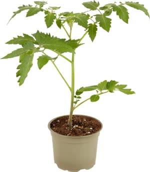 Bio Tomate cerise - prune Lycopersicon esculentum Ø12cm