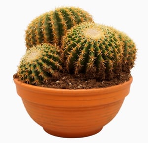 Cactus palla d'oro Echinocactus grusonii Ø35cm
