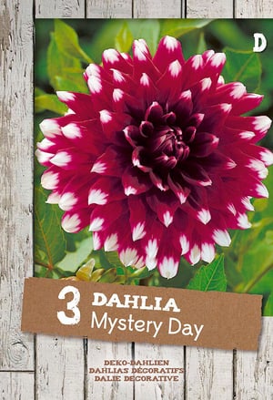 Dahlie Mystery Day, 3 stück