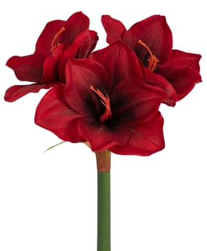 Amaryllis