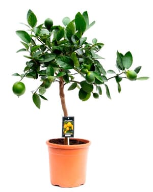 Tilleul de Tilleul Citrus × aurantiifolia Ø18cm