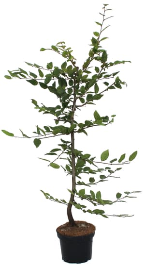 Carpino Carpinus betulus 10 l