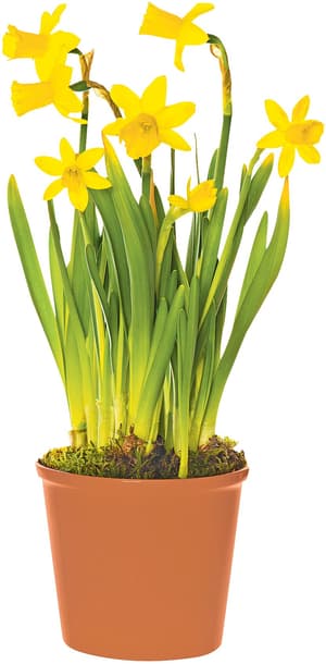 Narcisse Narcissus cyclamineus Ø12cm