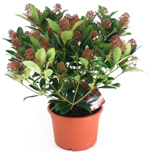 Japanische Skimmie Skimmia japonica Ø17cm