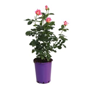 Rosier noble Inspiration 6l