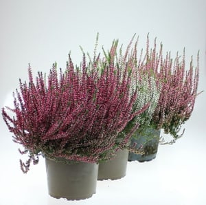 Calluna vulgaris Ø17cm