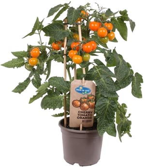 Pomodoro Solanum sect. Lycopersicon Ø14cm