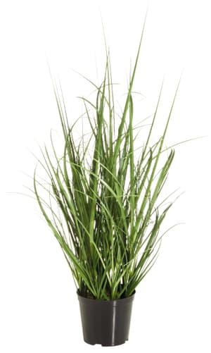 Herbe d'Isolepis