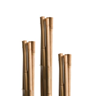 Tuteurs bambous 75 cm