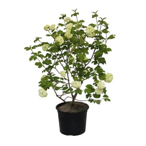 Palla di neve Viburnum roseum 22cm