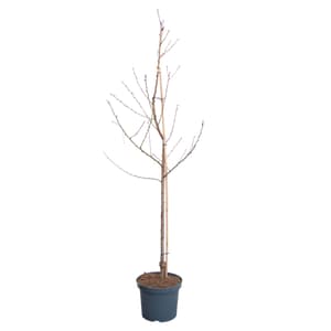 Nettarina Nectared Prunus 10l