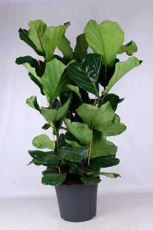 Ficus Lyrata Ø34cm