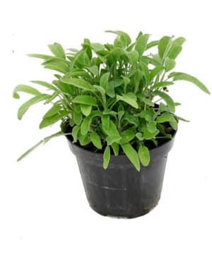 Vert sauge Salvia vulgaris Ø14cm