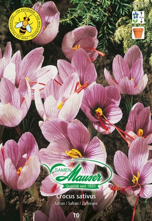 Crocus