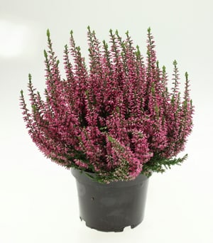 Calluna vulgaris Ø13cm